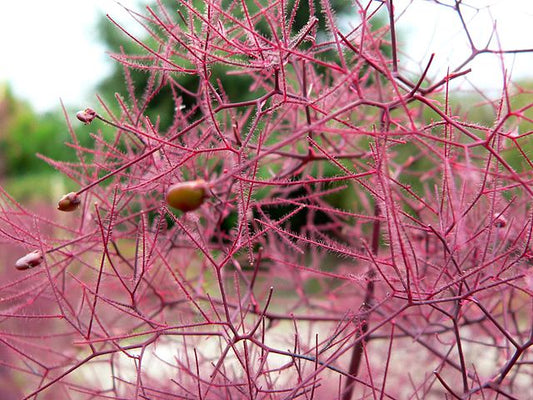 Cotinus coggygria Velvet Cloak