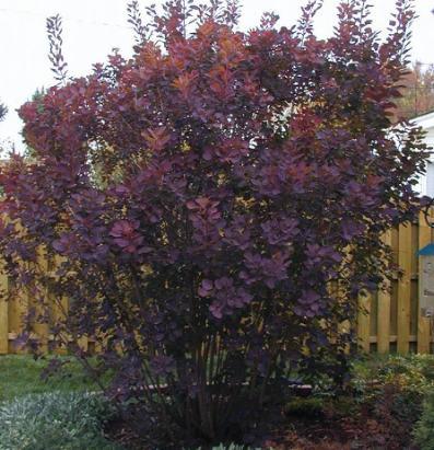 Cotinus coggygria 'Royal Purple'