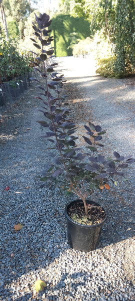 Cotinus coggygria 'Royal Purple'