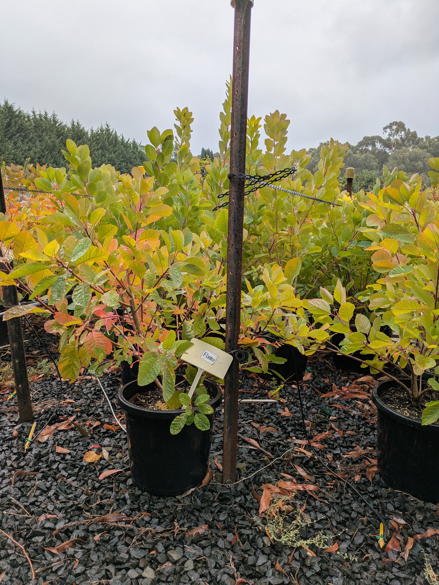 Cotinus coggygria x obovatus Flame