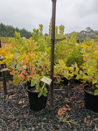 Cotinus coggygria x obovatus Flame