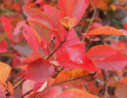 Cotinus coggygria x obovatus Flame