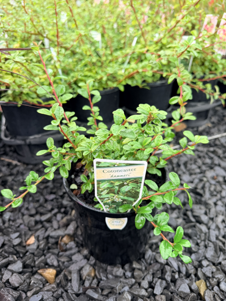 Cotoneaster damerri