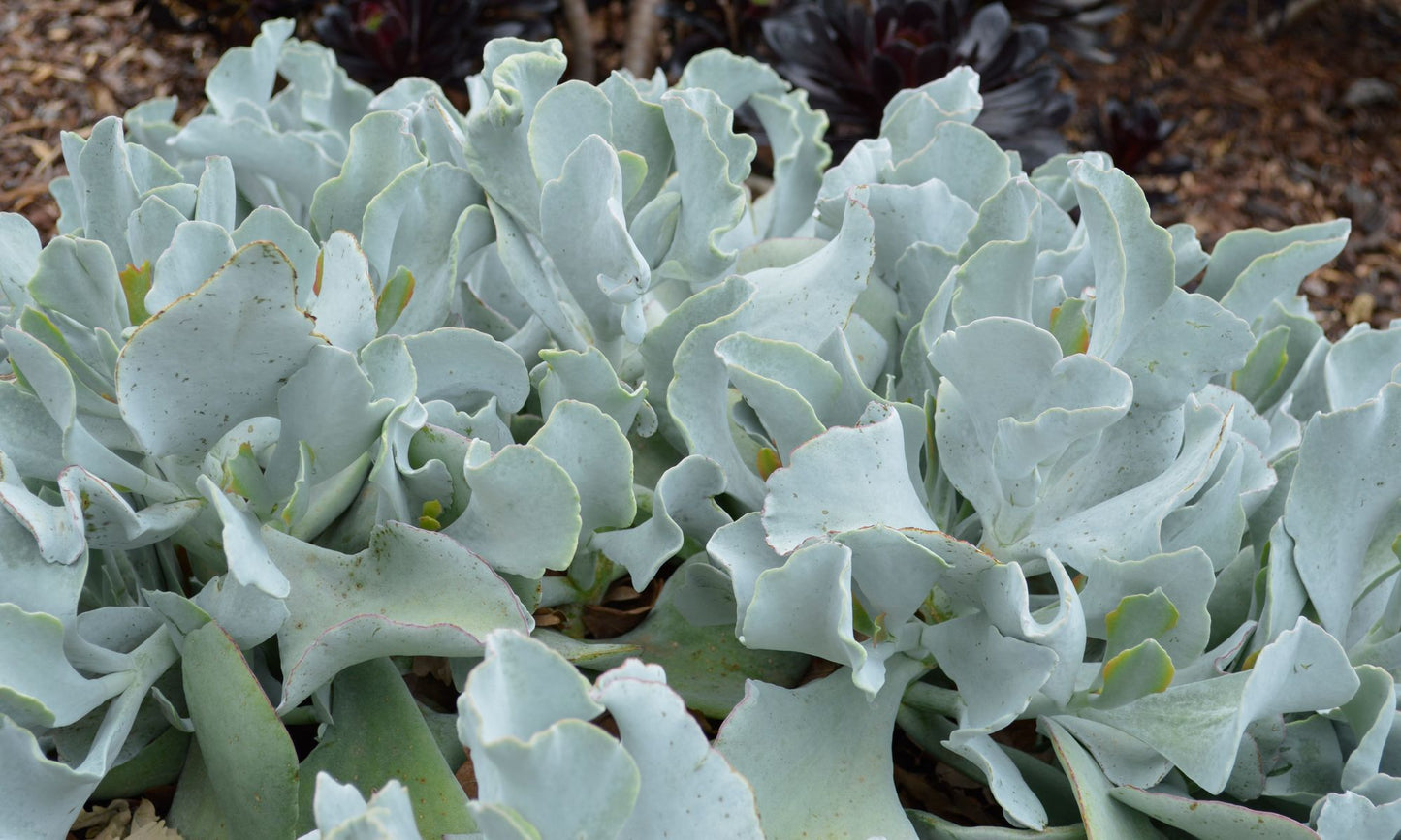 Cotyledon ‘Blue Waves’