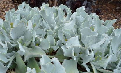 Cotyledon ‘Blue Waves’