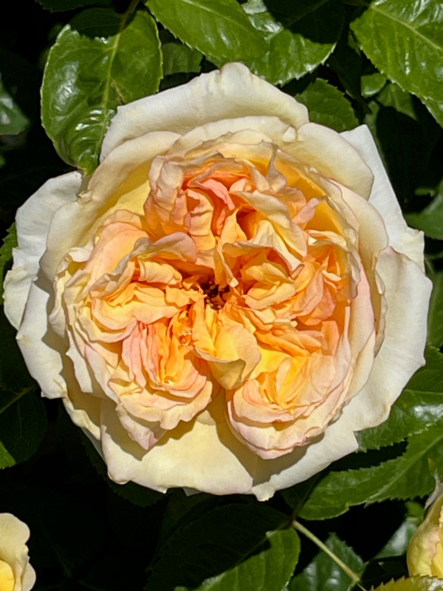 Rose - Courtneys Rose