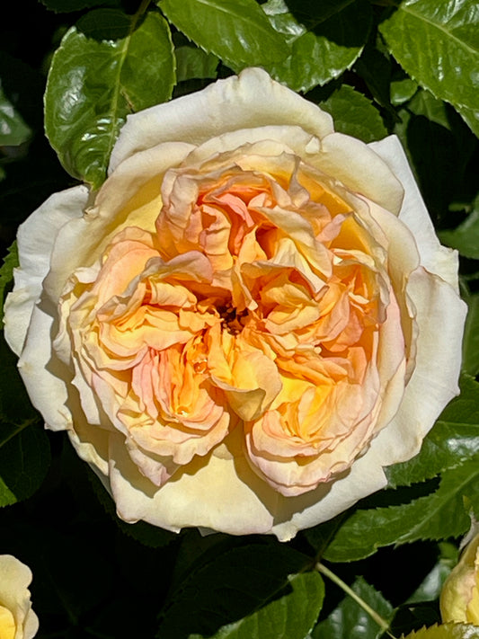 Rose - Courtneys Rose