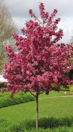 Crab Apple Malus yunnanensis Wychwood Ruby