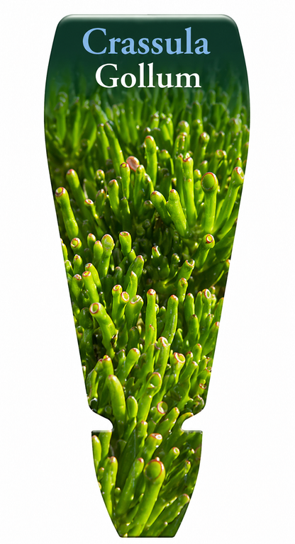Crassula Gollum