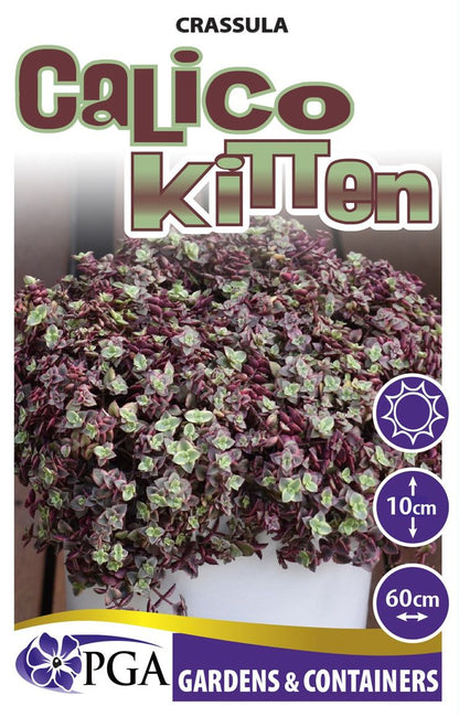 Crassula ‘Calico Kitten’