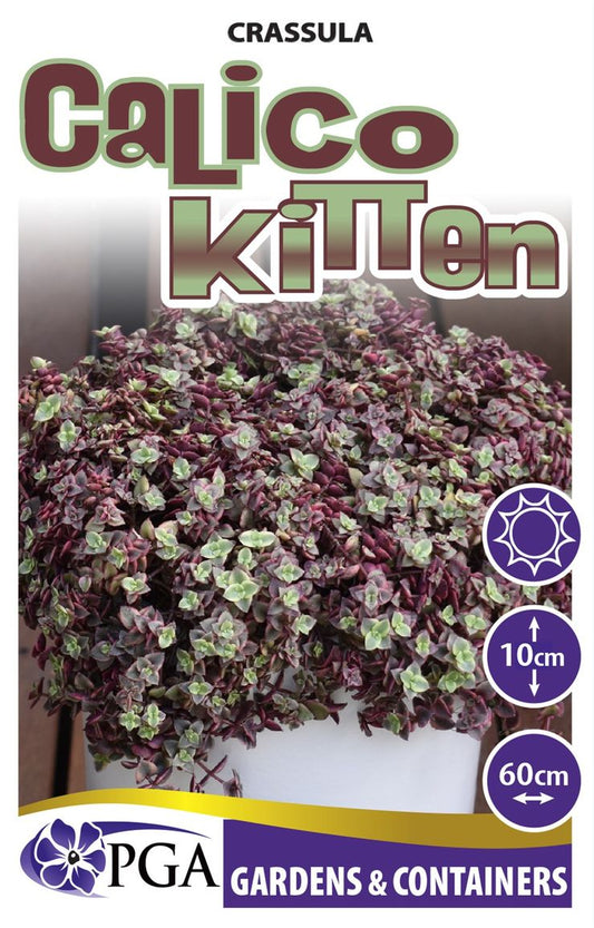 Crassula ‘Calico Kitten’