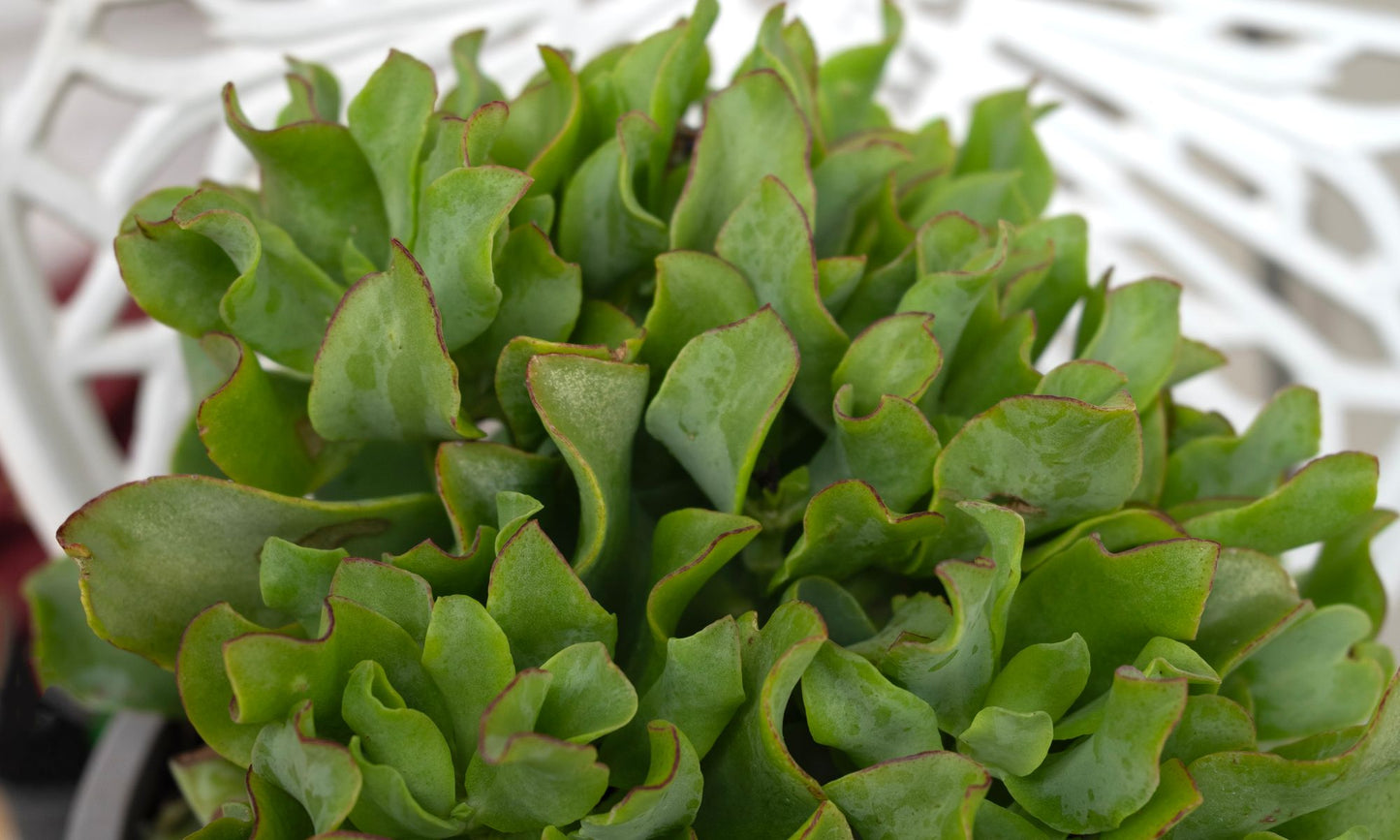 Crassula ‘Max Cook’