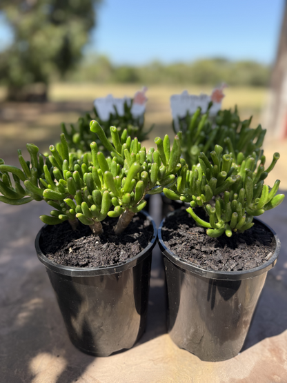 Crassula Gollum