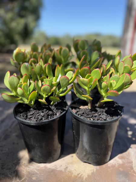 the plant broker