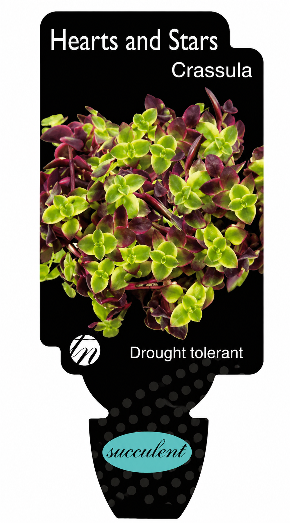 Crassula marginalis Hearts and Stars