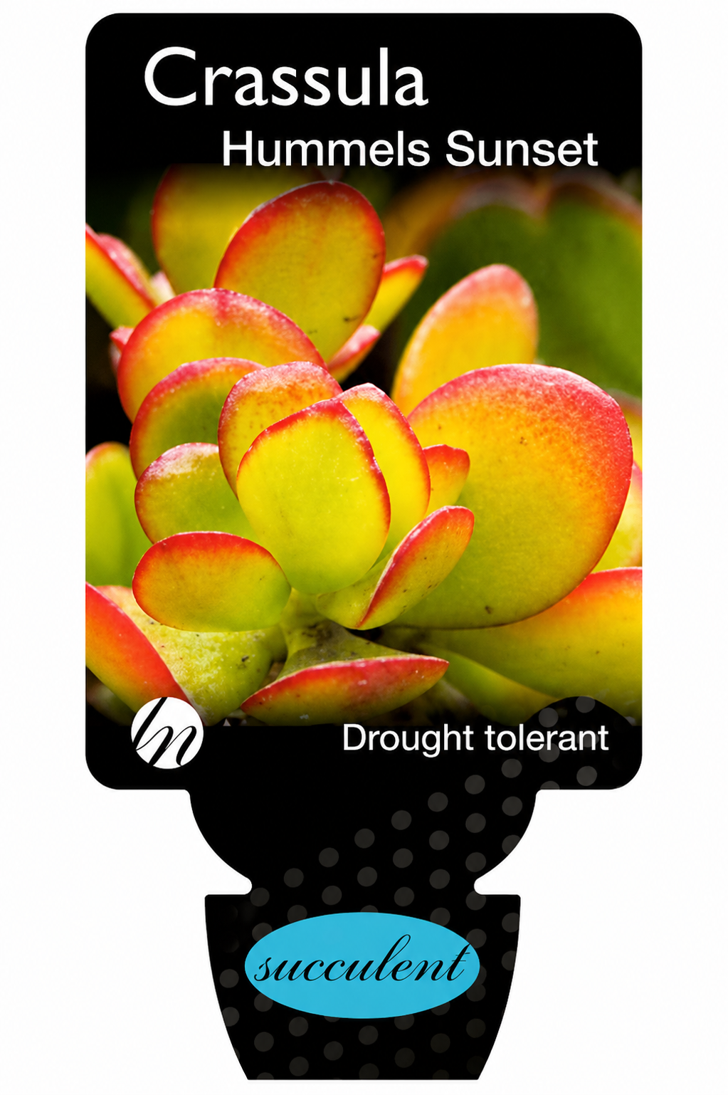 Crassula ovata Hummels Sunset