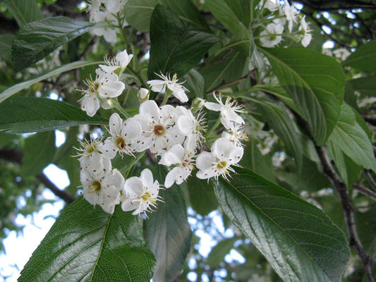 Crataegus x lavalleei 'Carrierei'