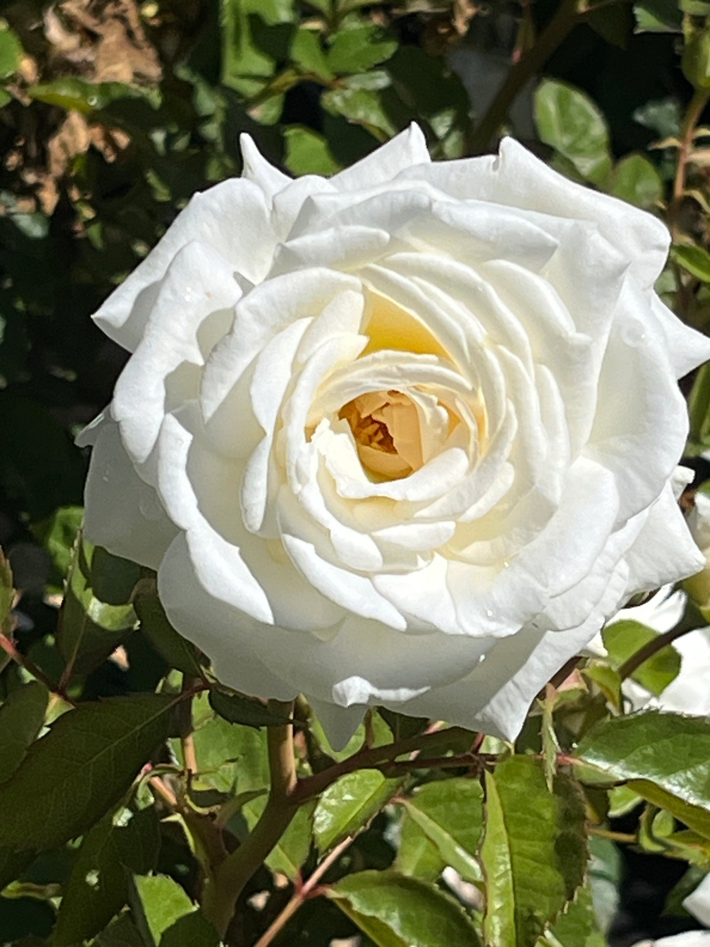 Rose - Creamy Parfuma