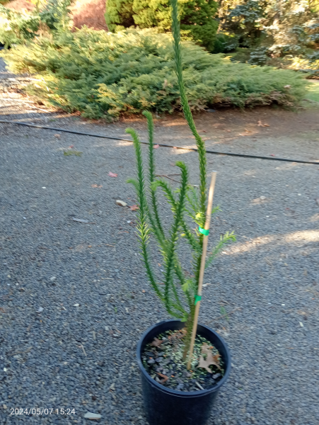 Cryptomeria japonica Araucarioides