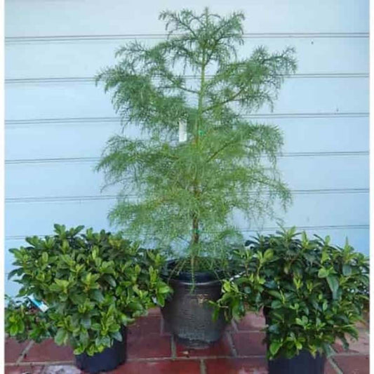 Cryptomeria japonica Elegans Viridis