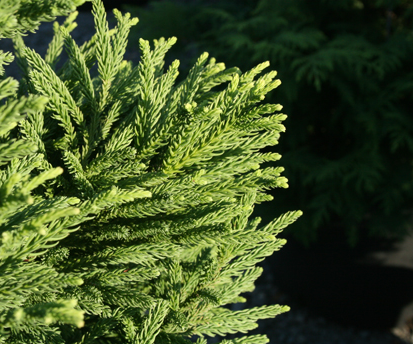 Cryptomeria japonica Giokumo
