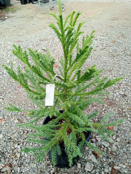 Cryptomeria japonica Giokumo