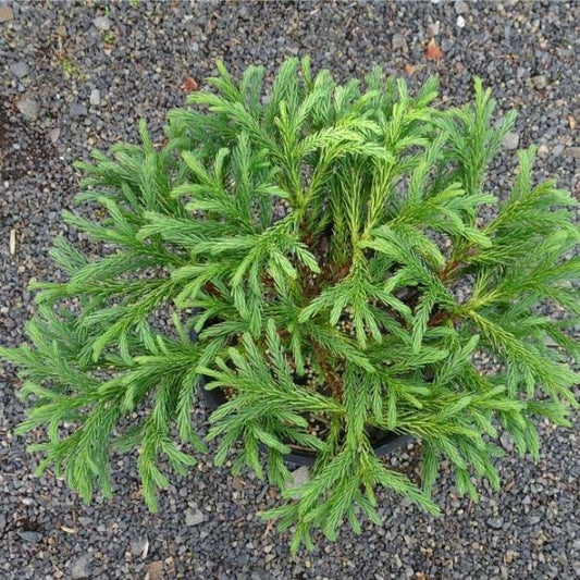 Cryptomeria japonica Globosa Nana