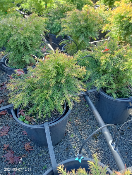 Cryptomeria japonica Monstrosa Nana