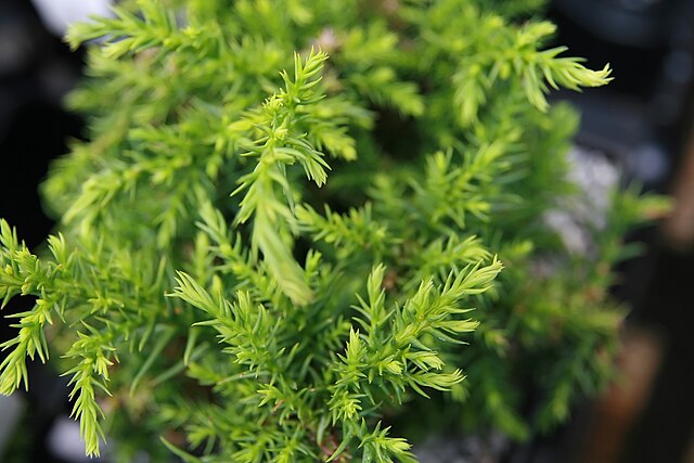 Cryptomeria japonica Pygmaea