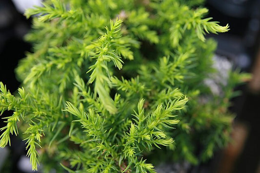 Cryptomeria japonica Pygmaea