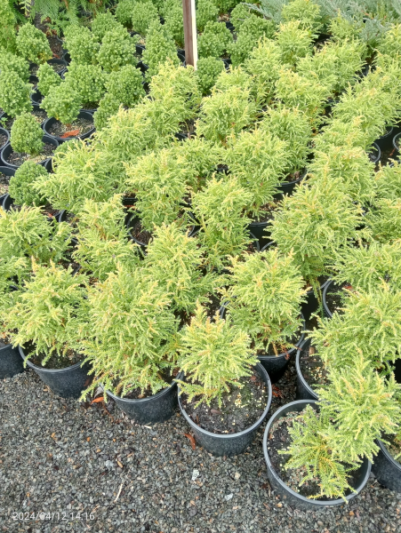 Cryptomeria japonica nana