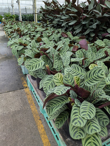 Ctenanthe burle-marxii