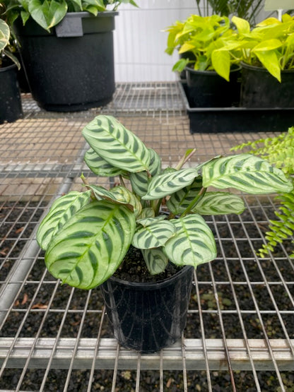 Ctenanthe burle-marxii