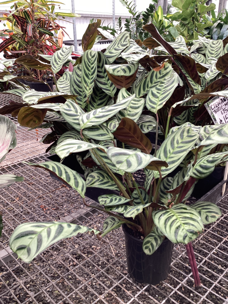 Ctenanthe burle-marxii Amagris