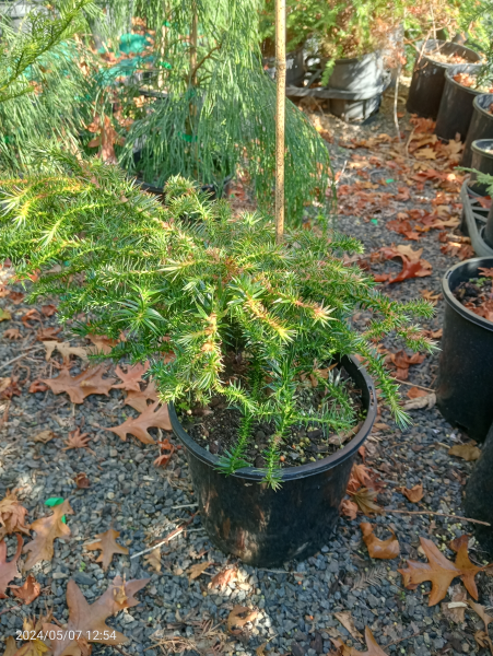 Cunninghamia konishii Little Leo