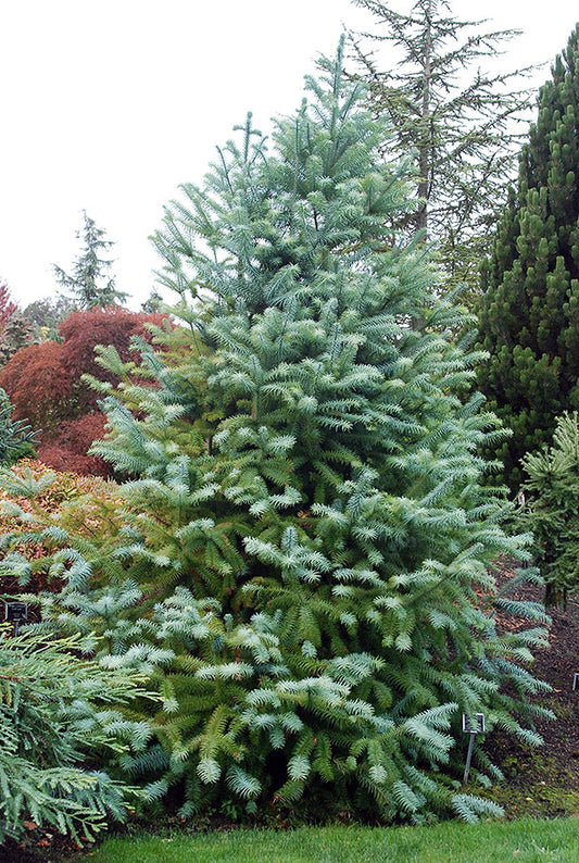 Cunninghamiana lanceolata Glauca