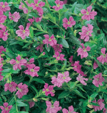 Cuphea Mad Hatter Mauve