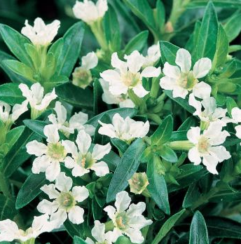 Cuphea Mad Hatter White