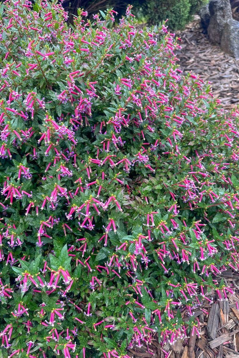 Cuphea ‘Starfire’