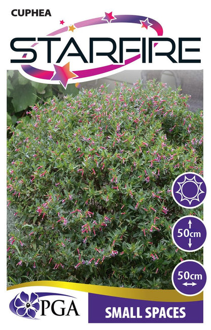 Cuphea ‘Starfire’