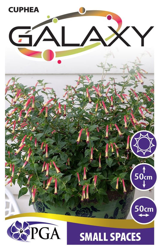 Cuphea ‘Galaxy’