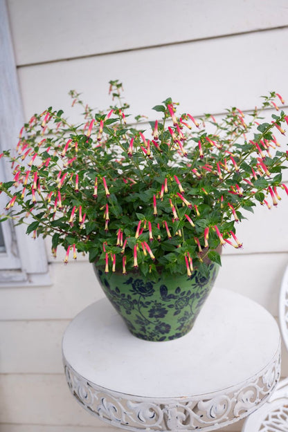 Cuphea ‘Galaxy’