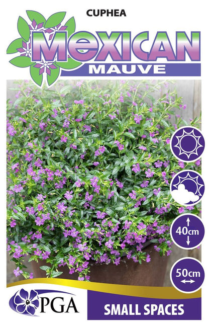 Cuphea ‘Mexican Mauve’