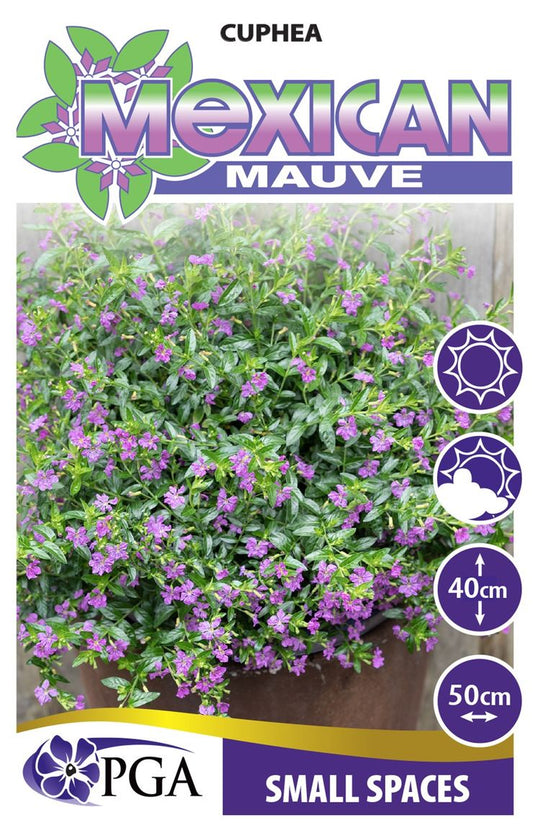 Cuphea ‘Mexican Mauve’