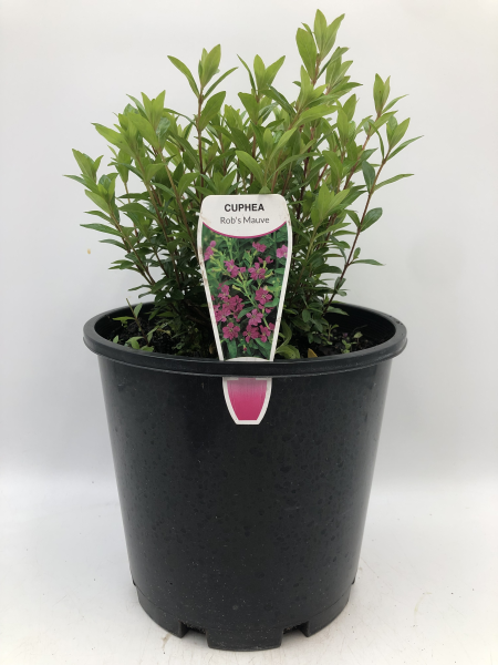 Cuphea hyssopifolia Robs Mauve