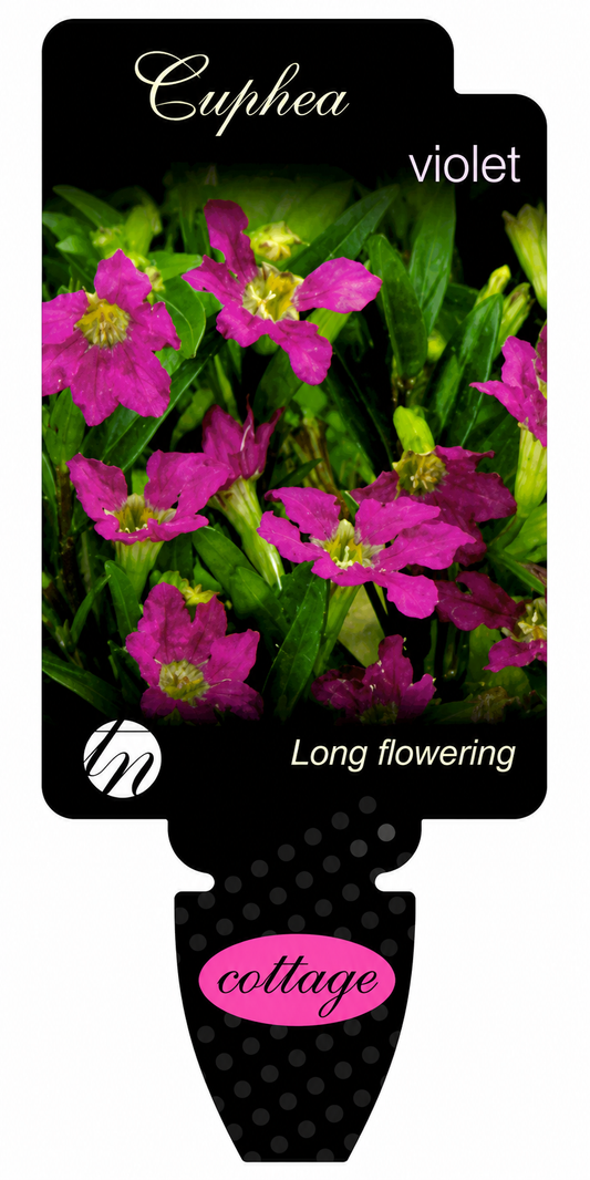 Cuphea hyssopifolia Violet