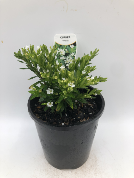 Cuphea hyssopifolia compacta White