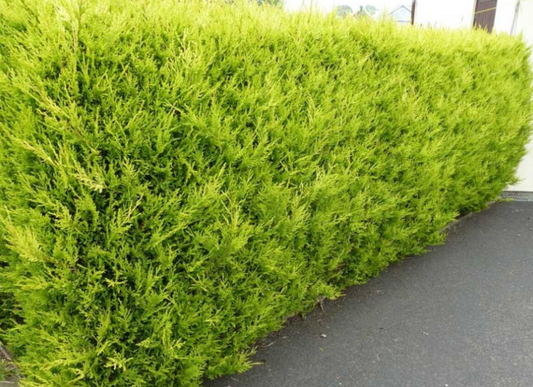 Cupressocyparis leylandii Castlewellan Gold
