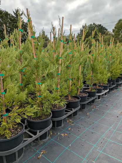 Cupressocyparis leylandii Leighton Green