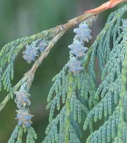 Cupressus cashmeriana Blue Cascade